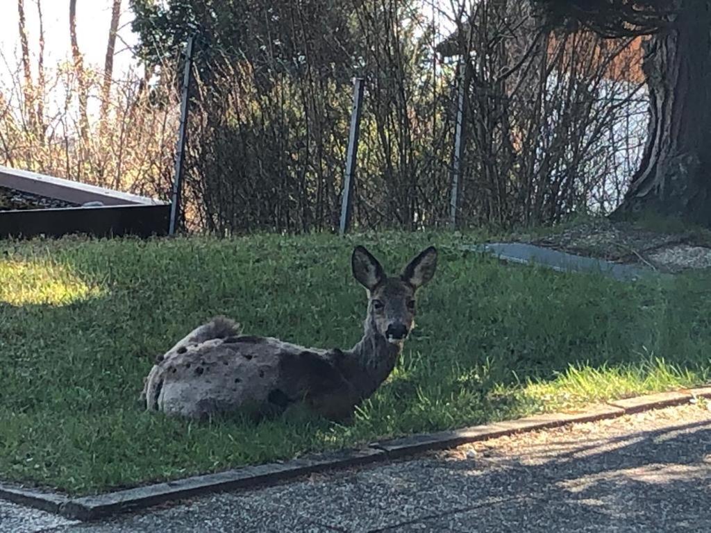 Villa Alpenblick フュッセン エクステリア 写真